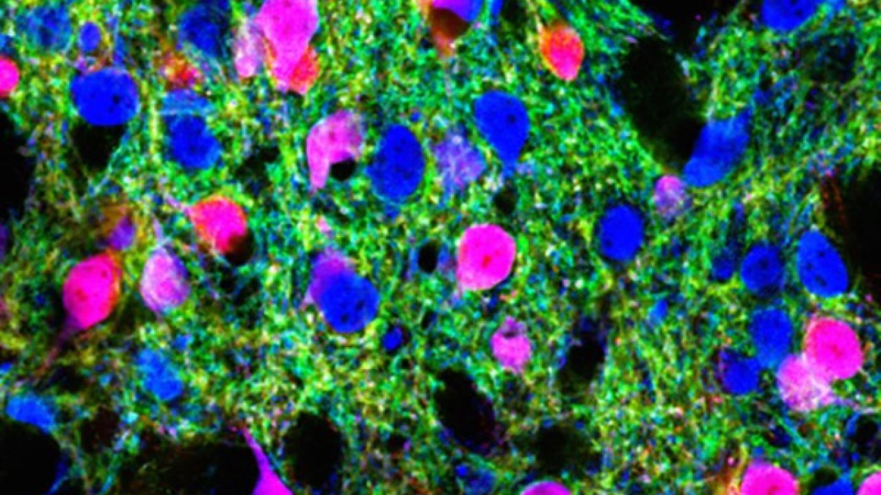 Department of Molecular Pharmacology and Therapeutics